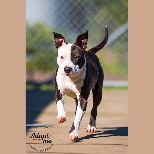 Photo of Indi (Hcc 217)