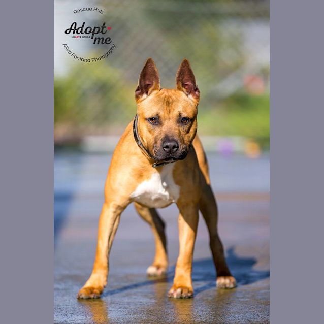 Photo of Maxwell (Pcc 389)