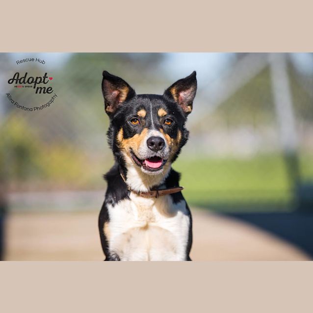 Photo of Dasher (Pcc 388)