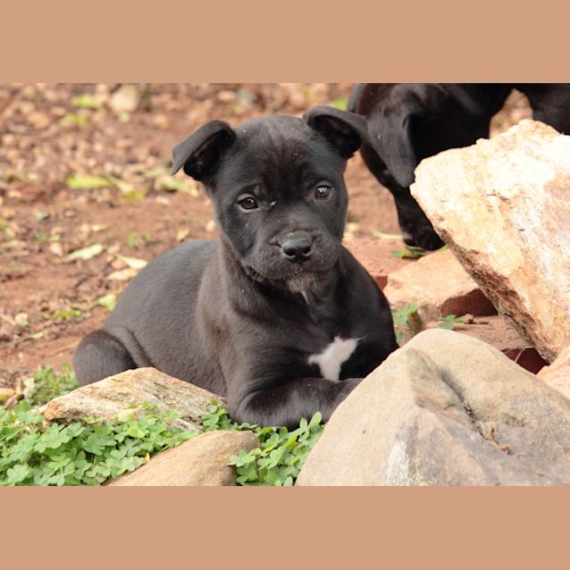 Photo of Harlow **Adopted**