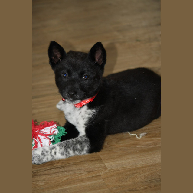 Photo of Clover