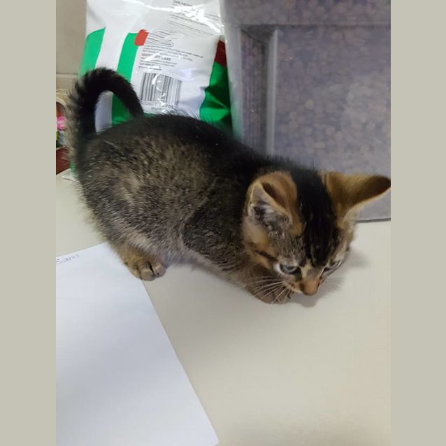 Photo of Bass *2nd Chance Cat Rescue*