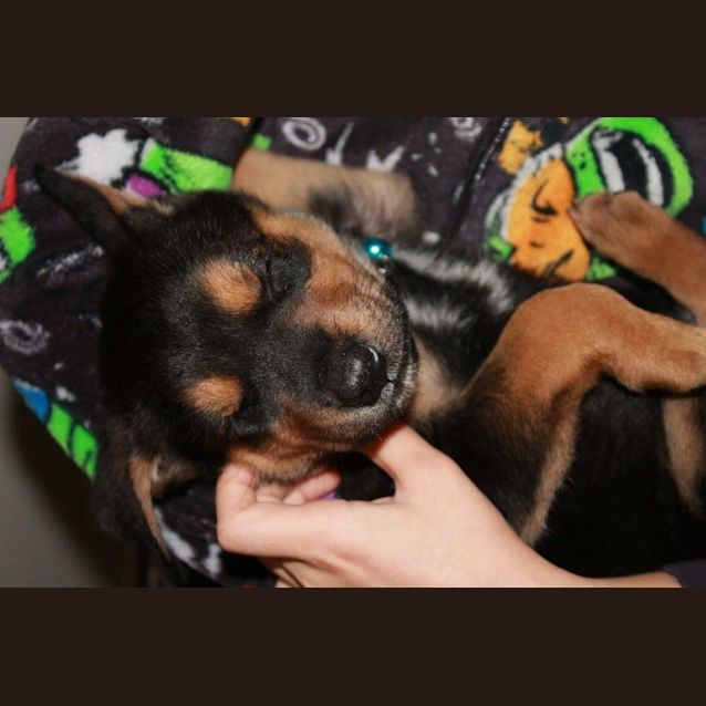 Photo of Sheldon 