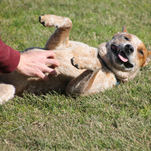Photo of Buddy ~ Red Cattle Stumpy Tail X (On Trial 26/8/17