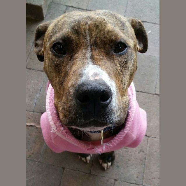 Photo of Zooey... Cat And Dog Friendly