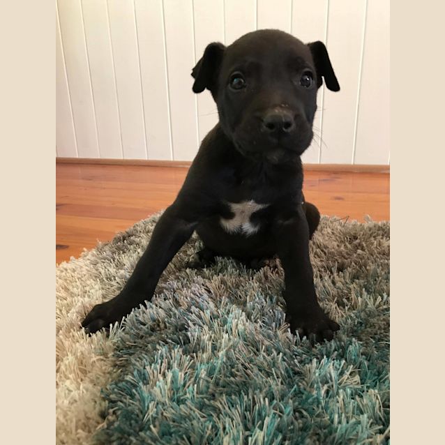 Photo of Ghost **Adopted**