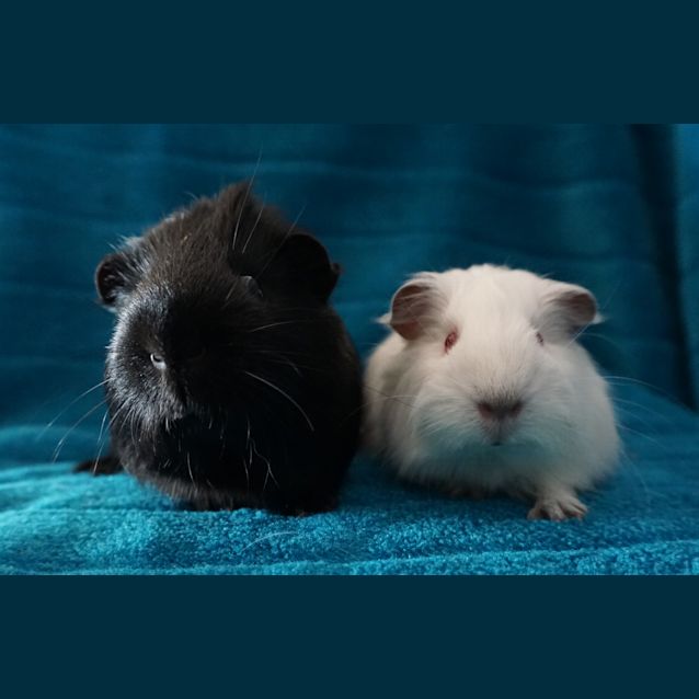 Photo of George And Speedy   Indoor Home Only