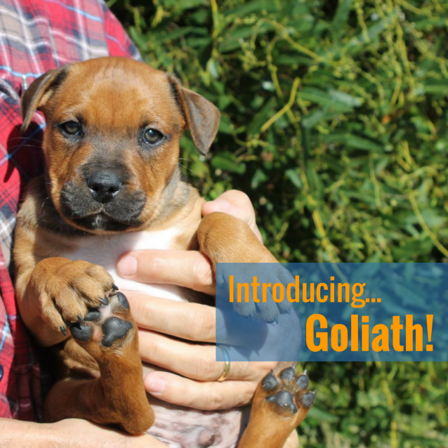 Photo of Goliath