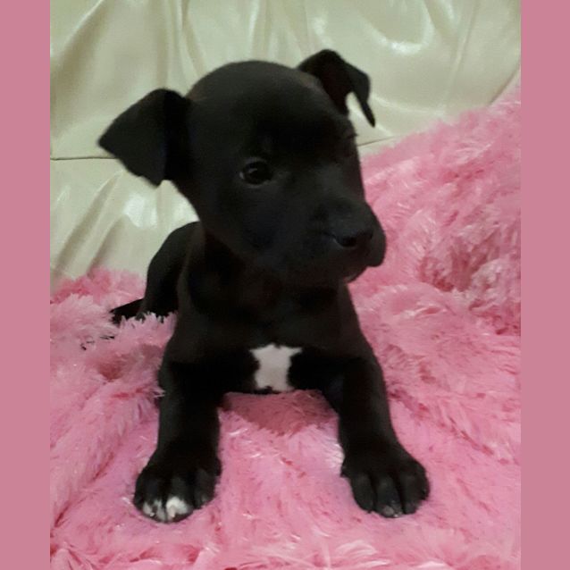 Photo of Graphite **Adopted**