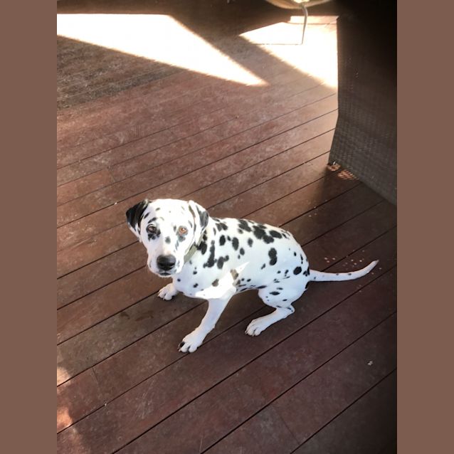 Photo of Ruby (Assisted Rehome)