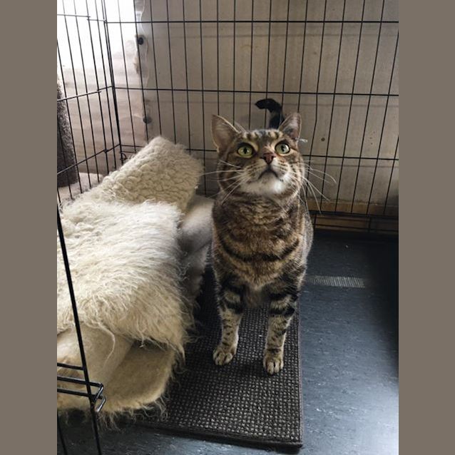 Photo of Stella