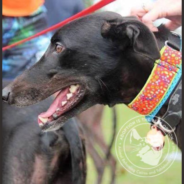 Photo of Max Rocket