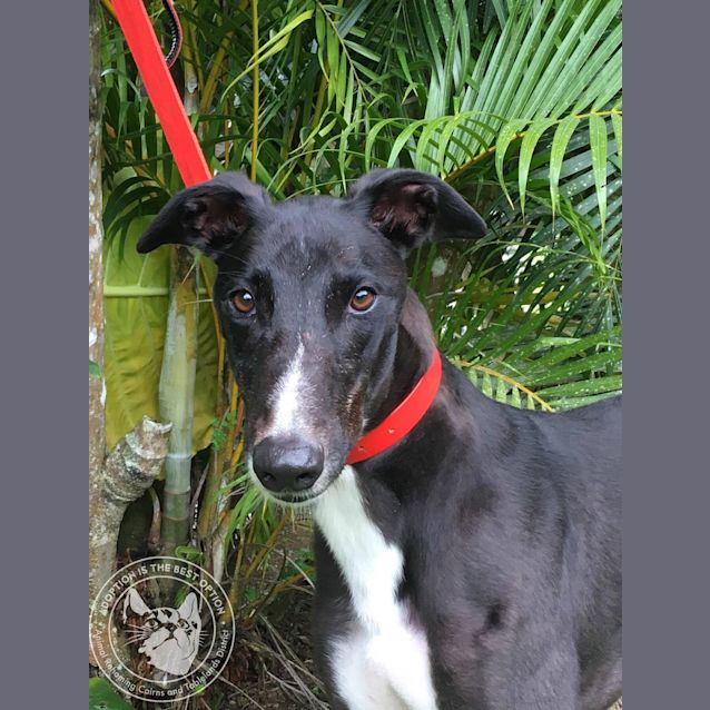 Photo of Zipper Star