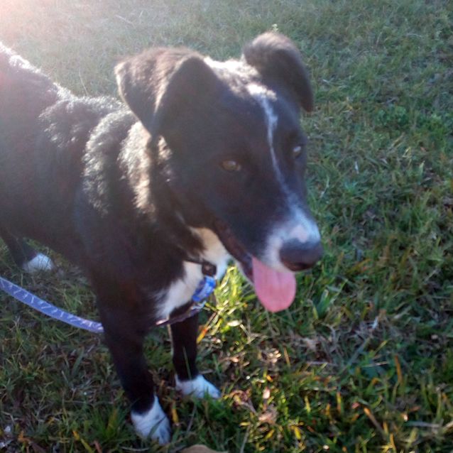 Photo of Thunder ~ 6mo Border Collie X (On Trial 6/08/17)