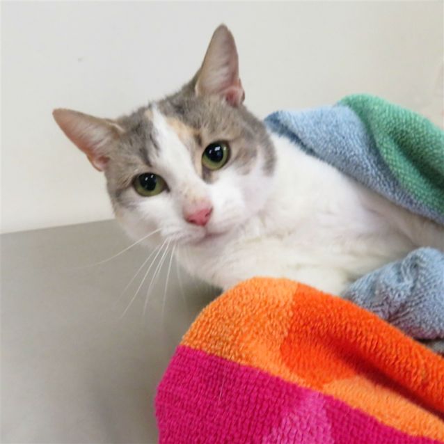 Photo of Sparkles