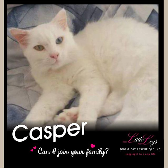 Photo of Casper