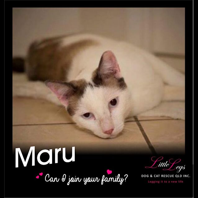 Photo of Maru