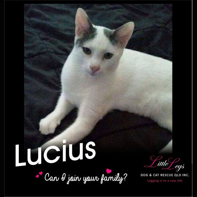 Photo of Lucius 