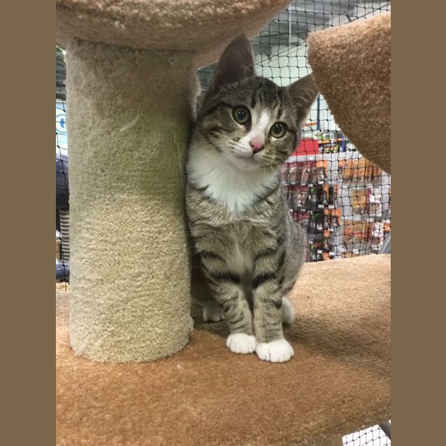 Photo of Mr Meowgi