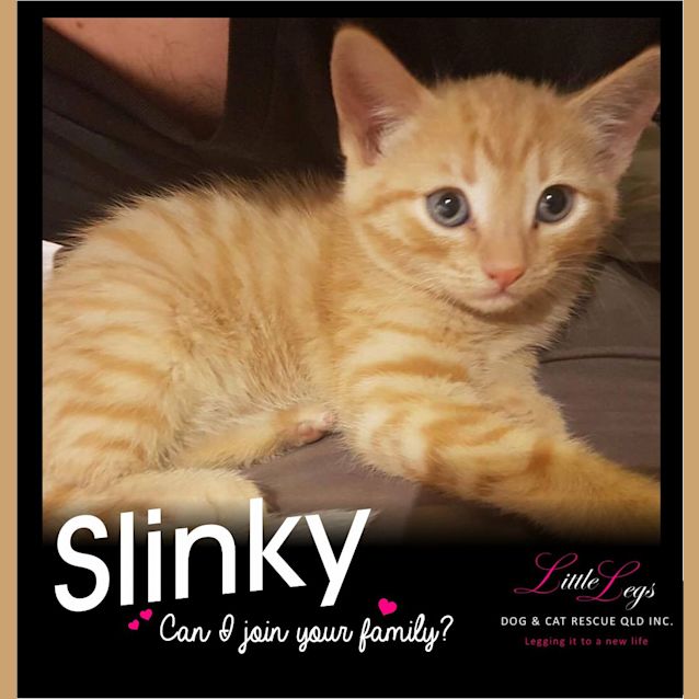 Photo of Slinky