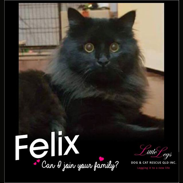 Photo of Felix