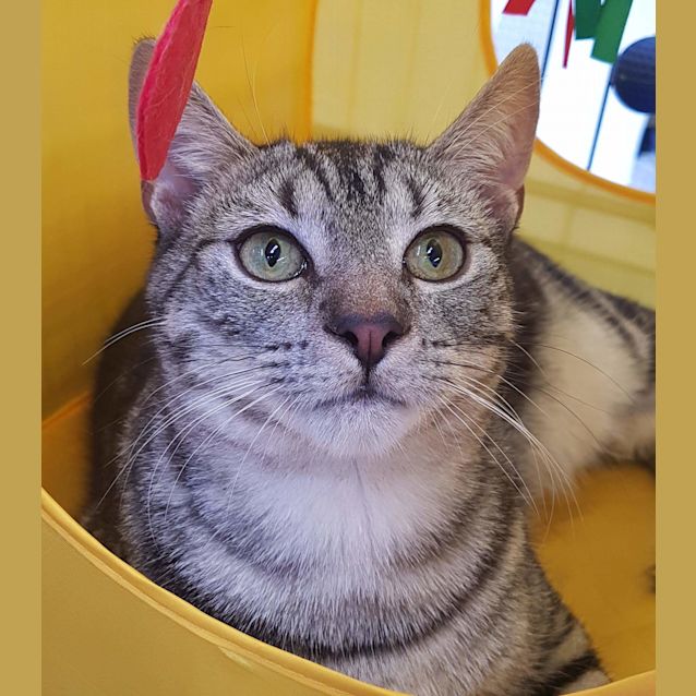 Photo of Milo