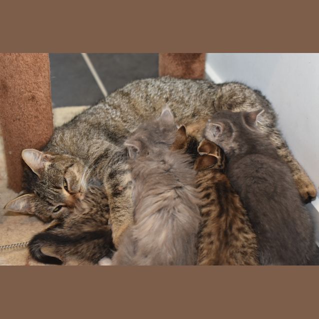 Photo of Eliza ***2nd Chance Cat Rescue***