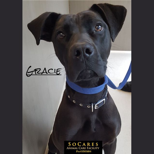 Photo of Gracie
