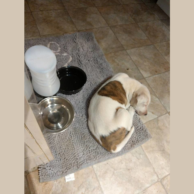 Photo of Dipsy *Only $195*