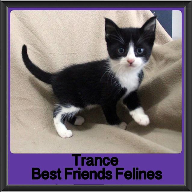 Photo of Trance 
