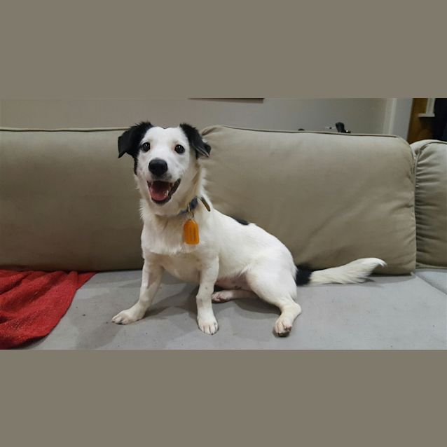 Photo of Dixie 