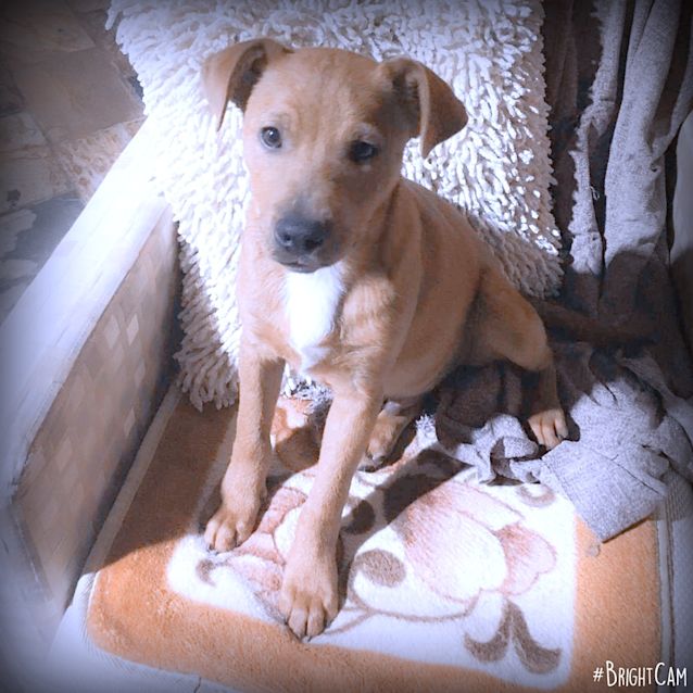 Photo of Mr Louie ** Our Beautiful Pup **