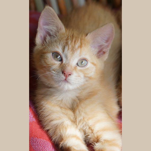 Photo of Ash And Sootie