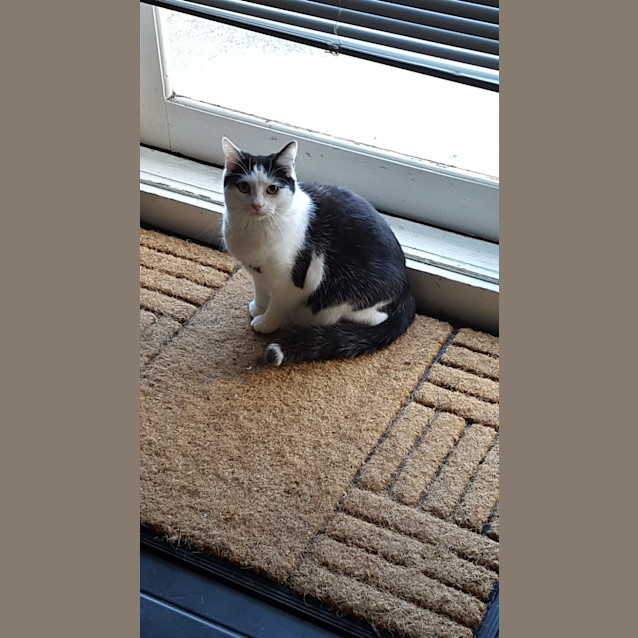 Photo of Maui **2nd Chance Cat Rescue**