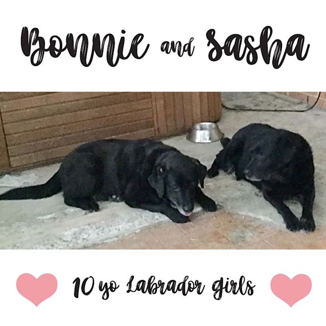 Photo of Bonnie & Sasha ~ 10yo Labrador (On Trial 24/9/17)