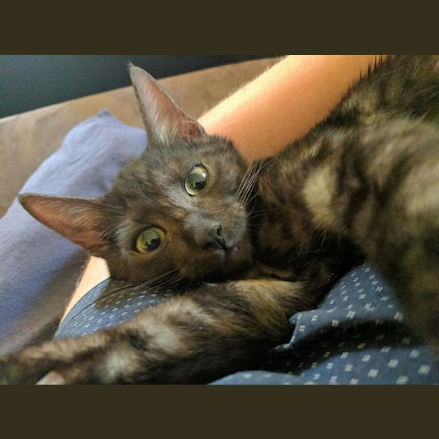 Photo of Puss Puss