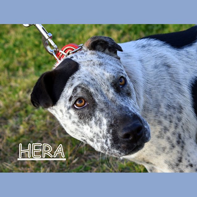 Photo of Hera