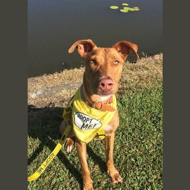 Photo of Toffee