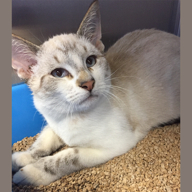 Photo of Maverick