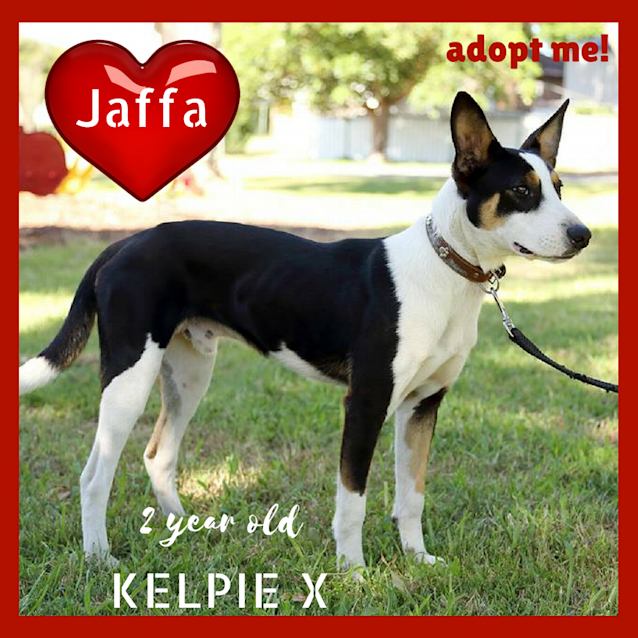 Photo of Jaffa ~ Kelpie X (On Trial 22/8/17)