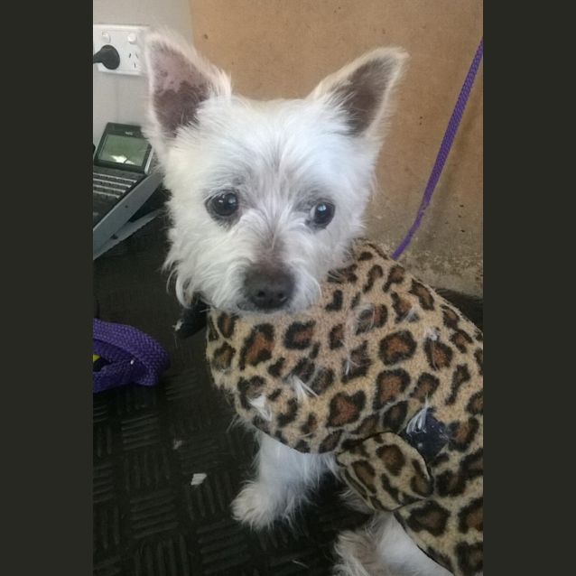 Photo of Sammy