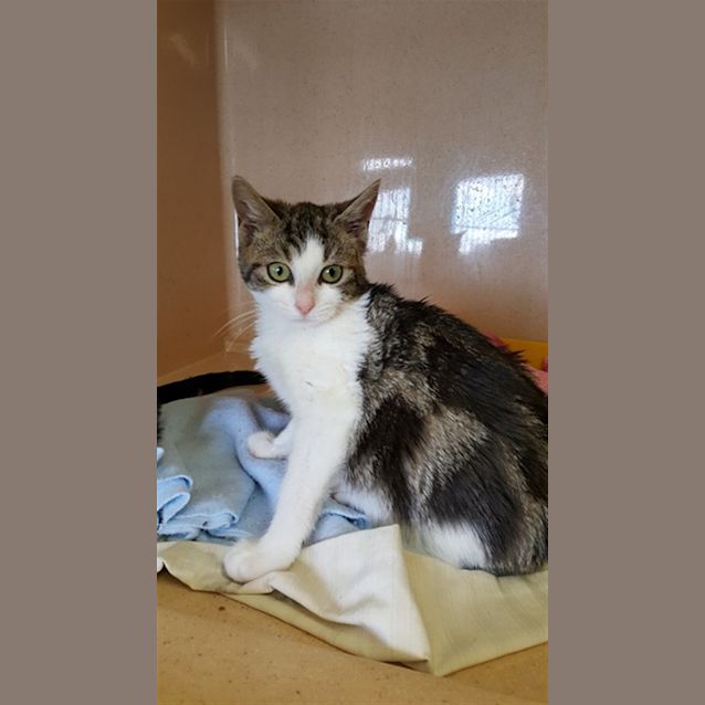 Photo of Maple