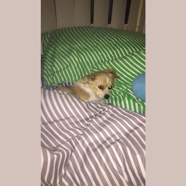 Photo of Charlie Cn P Rescue