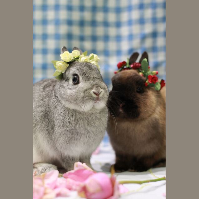 Photo of Matilda And Willow 