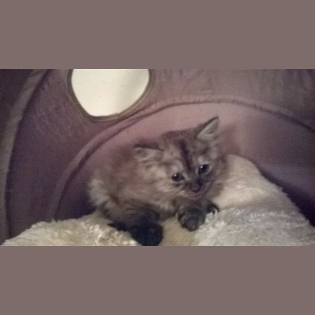 Photo of Dolce 