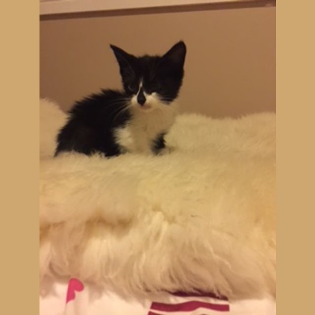 Photo of *** Poppy ***