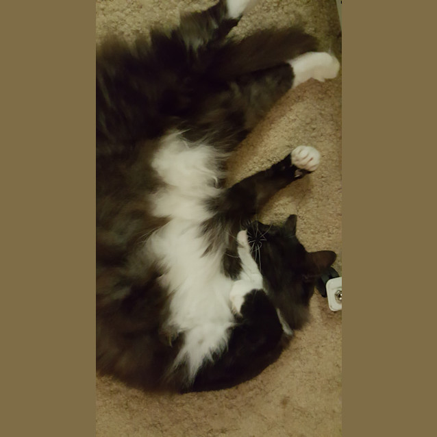 Photo of "Montana"   Purrfect Match