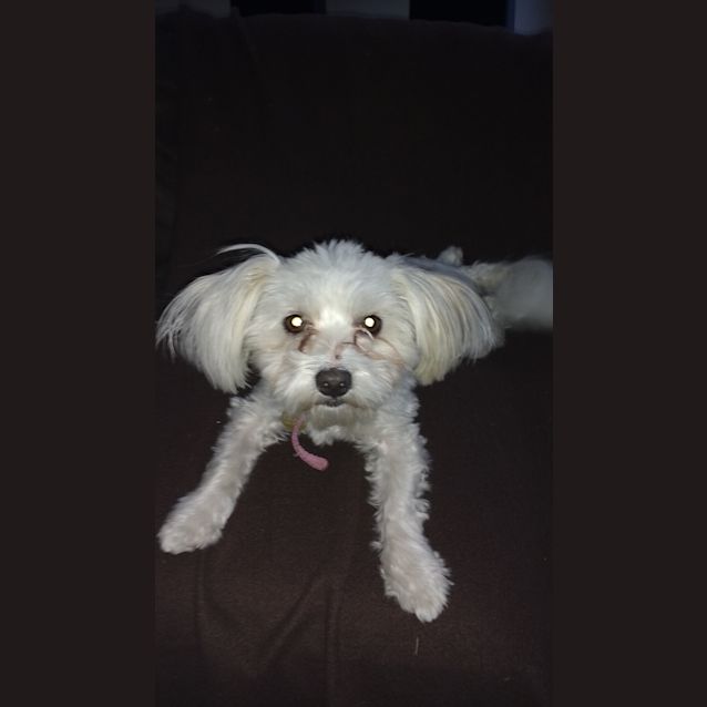 Photo of Mimi... Great With Kids, Dogs And Cats