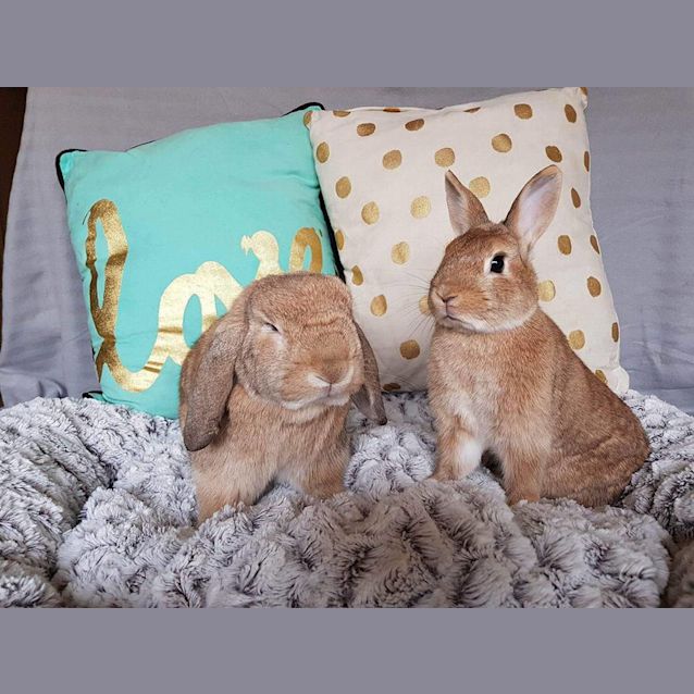 Photo of Beautiful Bonded House Bunnies