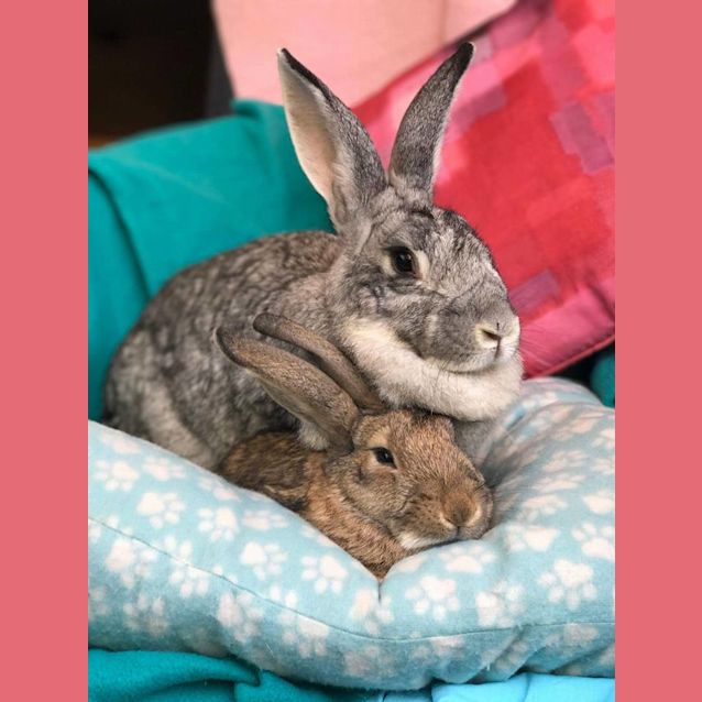 Photo of Lotus And Cinamon